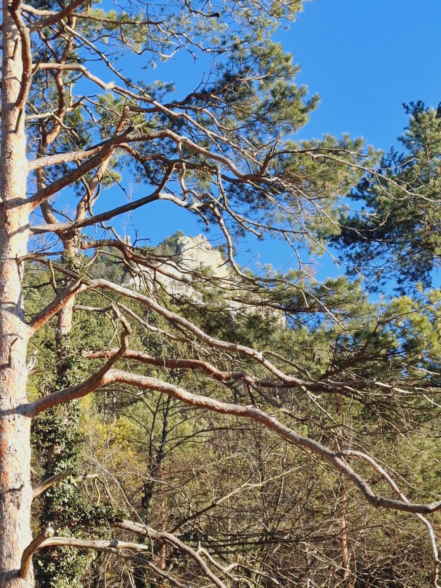 Burgblick Apartment- 60Qm, Kueche, Waschmaschine, Streamingdienste Seebenstein Εξωτερικό φωτογραφία